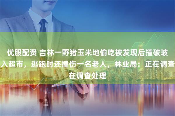 优股配资 吉林一野猪玉米地偷吃被发现后撞破玻璃冲入超市，逃跑时还撞伤一名老人，林业局：正在调查处理